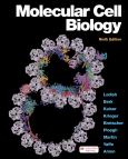 Image of (eBook) Molecular Cell Biology